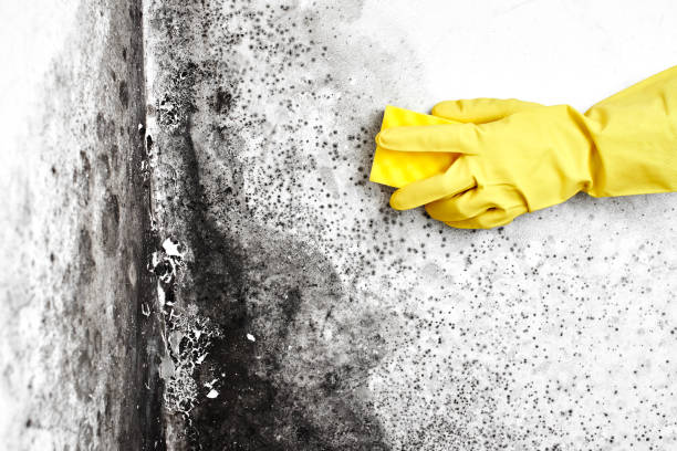 Piedmont, CA Mold Remediation Company