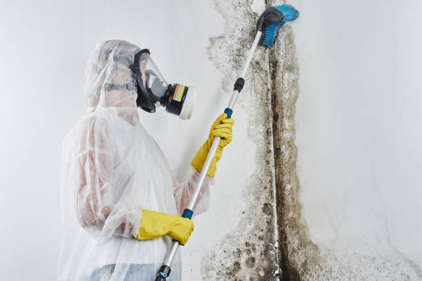 Best Residential Mold Remediation in Piedmont, CA