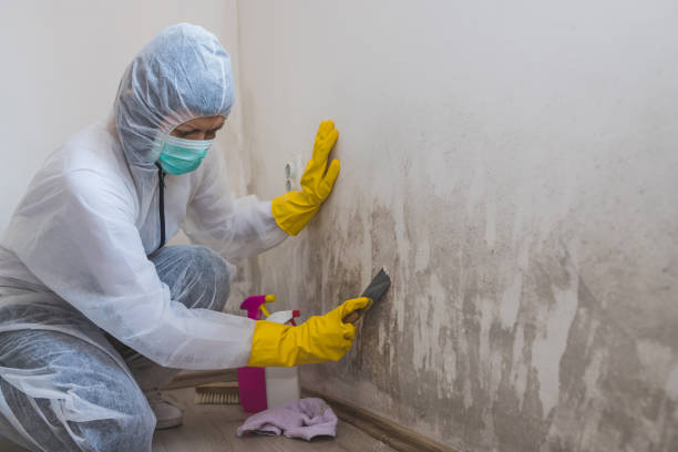 Best Mold Testing and Inspection Services in Piedmont, CA