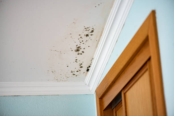 Best Attic Mold Remediation in Piedmont, CA