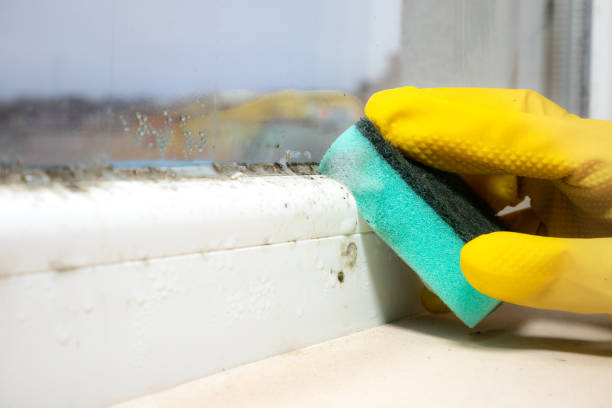 Best Localized Mold Remediation (e.g., coastal areas, humid climates) in Piedmont, CA