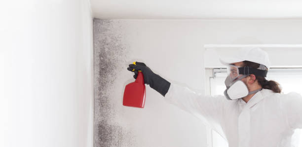 Best Attic Mold Remediation in Piedmont, CA