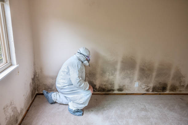 Best Residential Mold Remediation in Piedmont, CA