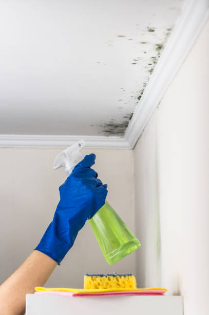 Best Kitchen Mold Remediation in Piedmont, CA